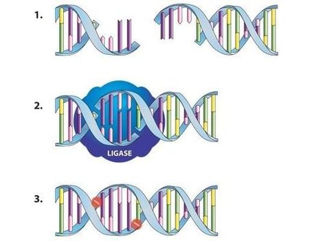 DNA ligation - TEACHING RESOURCE  In cells and in the lab, enzymes called ligases are used to join fragments of DNA together. Only DNA fragments that have matching, complementary ends can be joined by ligation. Engineering Experiments, Dna Ligase, Gel Electrophoresis, Polymerase Chain Reaction, Dna Lab, Recombinant Dna, Dna Polymerase, Dna Technology, Dna Replication