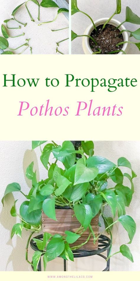 Pothos Plants, Plants In Pots, Easy Plants To Grow, Household Plants, Pothos Plant, Plant Propagation, Tree Tree, Art Tree, Easy Plants