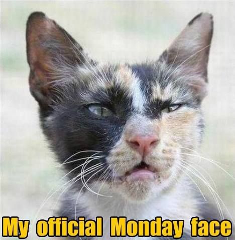 Ugh, Monday work sucks - Gallery Monday Face, Monday Humor, My Face When, E Card, Work Humor, Animal Memes, Bones Funny, Crazy Cats, Cat Memes