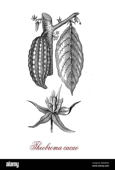 Download this stock image: Theobroma cacao or cacao tree native to tropical America, its seeds (coca beans) are used to make chocolate. - W8N6MD from Alamy's library of millions of high resolution stock photos, illustrations and vectors. Cacao Tree, Cacao Beans, Theobroma Cacao, Botanical Prints, Being Used, Nativity, Cocoa, Seeds, Stock Images