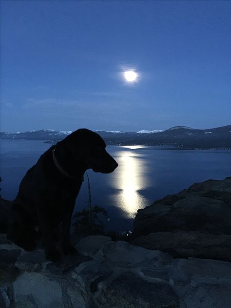 Levi the Labrador watching the moon set over Lake Tahoe. Dog Blue Aesthetic, Blue Dog Aesthetic, Labrador Aesthetic, Black Lab Aesthetic, Black Puppy, Blue Lighting, Beach Night, Beach At Night, Adventure Aesthetic