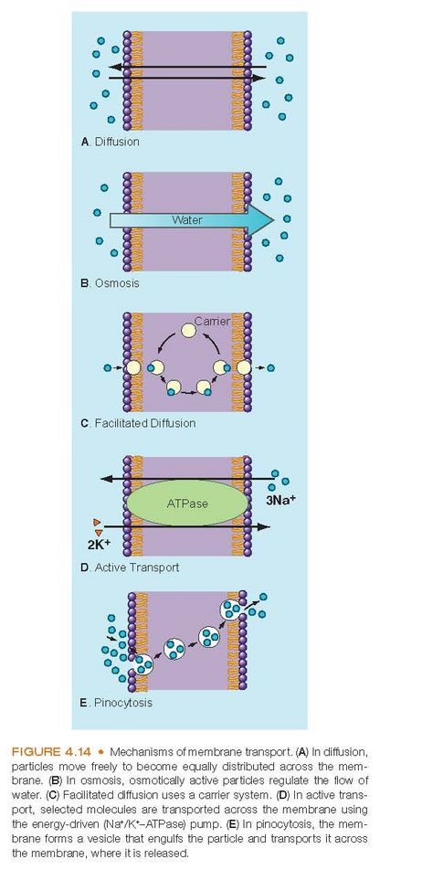 Movement of Substances across the Cell Membrane Movement through the cell membrane occurs in essentially two ways: passively, without an expenditure o Cell Membrane Transport, Facilitated Diffusion, Science Anatomy, Extracellular Fluid, Cell Diagram, Osmotic Pressure, Plasma Membrane, Medical School Life, Ap Biology