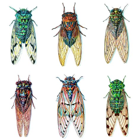 Ready to adopt an insect!?! A variety of insect watercolors will be for sale during the Dandenong Ranges Open Studios in April! #DROS24 #DROS2024 #OpenStudios #insectart #bugart #adoptabug #cicadas #cicadaart Cicada Aesthetic, Cicada Watercolor, Cicada Illustration, Bug Stamp, Cicada Art, Cicada Tattoo, Dandenong Ranges, Macro Photography Insects, Online Artwork