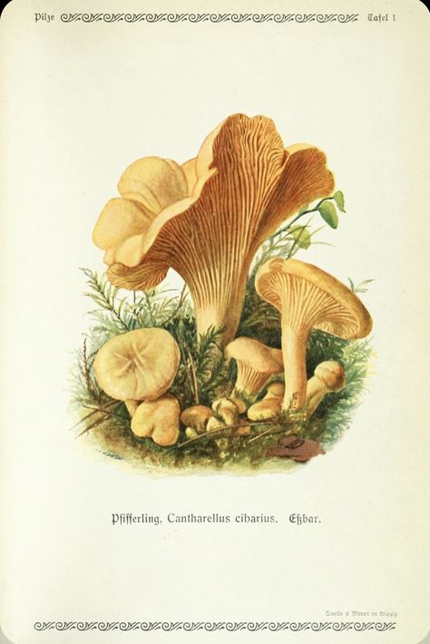 Mushrums Drawing, Vintage Mushroom Art, Mushrooms And Butterflies, Fungi Illustration, Mushroom Pictures, Mushroom Drawing, Nature Sketch, Botanical Illustration Vintage, Vintage Mushroom