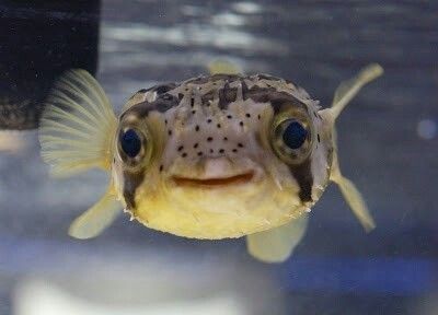 Gallery Of Smiling Adorable Baby Puffer Fish - I Can Has Cheezburger? Smiling Pufferfish, Pufferfish Cute, Pufferfish Tattoo, Silly Fish, Baby Porcupine, Aquatic Pets, Smiling Animals, Fish Ocean, Salt Water Fish