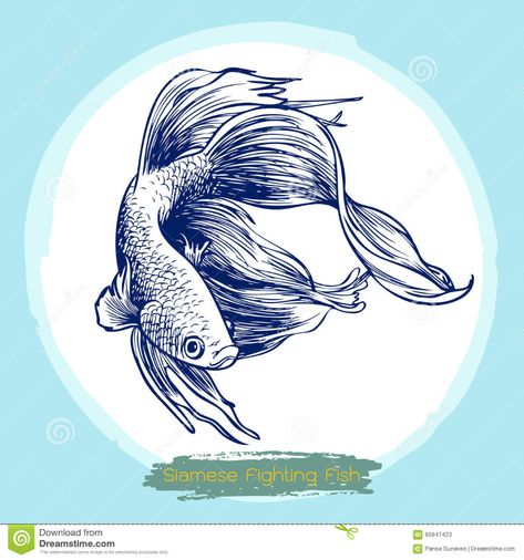 Betta Splendens, Siamese Fighting Fish ... Brick Wall Drawing, Coffee Art Painting, Fish Sketch, Koi Fish Drawing, Fish Vector, Fish Stock, Fish Logo, Fish Wallpaper, Fish Drawings