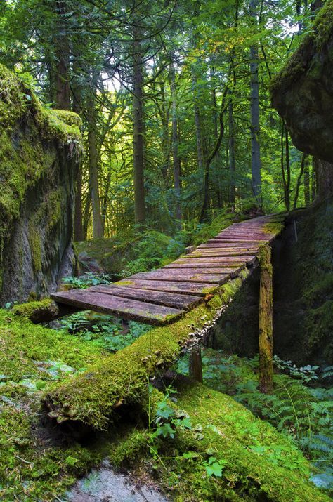 Magic Places, Way To Heaven, Japanese Garden, Landscaping Ideas, Albania, In The Woods, Serbia, British Columbia, Beautiful World