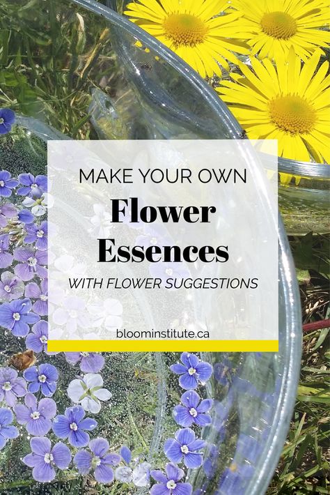 Flower Essences Remedies, Bach Flower Remedies, Flower Remedy, Herbal Apothecary, Herbal Magic, Flower Essences, Going Natural, Diy Health, Water Flowers