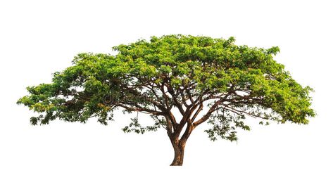 Rain tree (Samanea saman). Tropical tree in the northeast of Thailand isolated o #Sponsored , #paid, #SPONSORED, #tree, #saman, #Thailand, #Samanea Samanea Saman, Forest Field, Rain Tree, About Rain, Tree Png, Tropical Tree, Oak Tree, White Background, Thailand