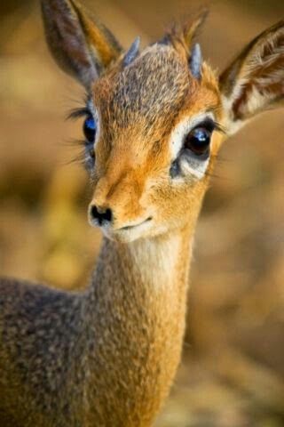 Welcome to the world baby gazelle! Smiling Animals, Dik Dik, Small Deer, Pet Things, Mule Deer, Black And White Photograph, Manx, A Deer, Small Animals