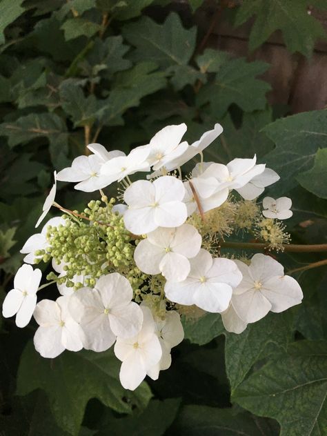 Oak leaf hydrangea.  White summer flowers. White Summer Flowers, Oak Leaf Hydrangea, Hydrangea White, Watercolour Florals, Small Yellow Flowers, Oakleaf Hydrangea, White Hydrangeas, White Hydrangea, Oak Leaf