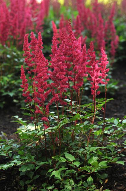 Astilbe Japonica, False Spirea, Porch Landscaping, Perennial Grasses, Full Sun Perennials, Backyard Landscaping Plans, Red Plants, Planting Plan, Shade Flowers