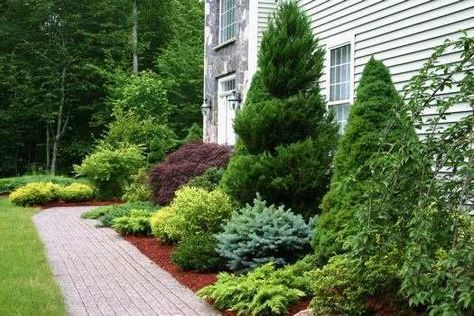 Landscape Shrubs Front Yard, Evergreen Foundation Planting, Front Porch Landscape, Low Maintenance Landscaping Front Yard, Landscaping Shrubs, Evergreen Landscape, Evergreen Garden, Garden Design Layout, Foundation Planting