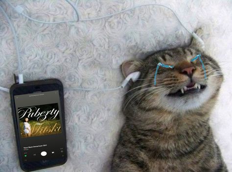 the cat is crying cause of the mitski's song your best american girl Funny Animal Images, Cat Crying, Gatto Carino, Fish Cat Toy, Wet Cat, Cat Facts, Silly Cats, Animals Images, Cat Owners