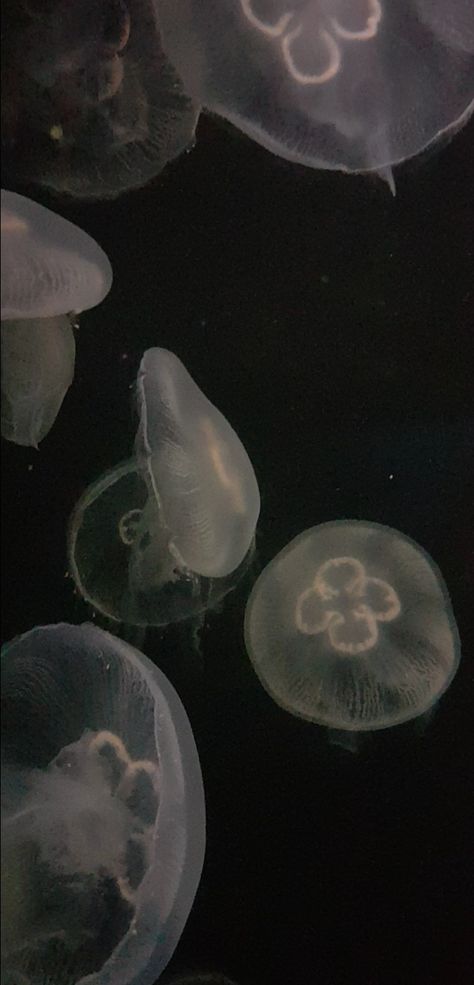 aesthetic moon jellyfish ocean wallpaper Moon Jelly Wallpaper, Wallpaper Backgrounds Jellyfish, Sea Angels Wallpaper, Jellyfish Aethestic, Aesthetic Wallpaper Jellyfish, Wallpaper Iphone Jellyfish, Moon Jellyfish Aesthetic, Grey Things Aesthetic, Iphone Wallpaper Jellyfish