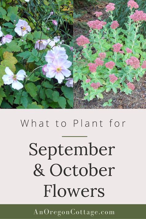 September Flowers In Season, Fall Flowers To Plant, Fall Blooming Flowers, Flower Planting Guide, Autumn Flowering Plants, Oregon Cottage, Summer Blooming Flowers, Common Garden Plants, Fall Perennials