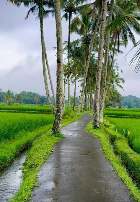 Agriculture Photography, Klimt Art, Kanyakumari, Pool Landscape Design, Village Photography, Good Morning Images Flowers, Nature View, Photo Frame Gallery, Beautiful Images Nature