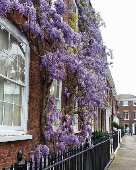 Wisteria on Richmond Green - so elegant and pretty. Taunton Somerset, Wisteria Plant, Wisteria Tree, Kensington And Chelsea, Castle Hotel, Lilac Flowers, Notting Hill, Spring Is Here, May 17