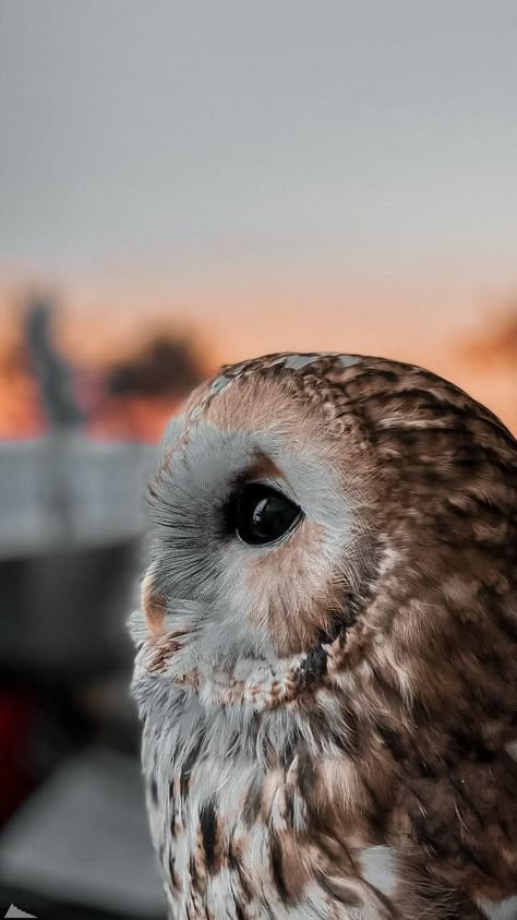 Owl Wallpaper Aesthetic, Animal Backgrounds, Owl Wallpaper Iphone, Anime Wallpapers Aesthetic, Aesthetic Animals, Wall Art Anime, Animal Photography Wildlife, Tattoo Animal, Owl Wallpaper