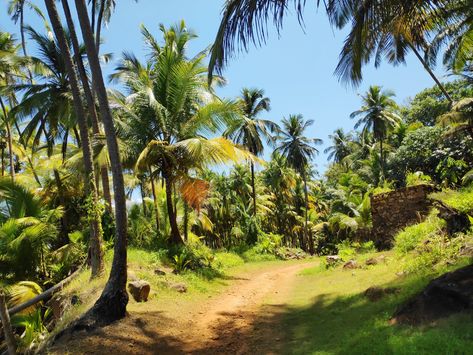 Insula Saint-Joseph French Guiana Saint Joseph, French Guiana, I Want To Travel, Next Holiday, Countries Around The World, St Joseph, West Indies, Types Of Art, Central America