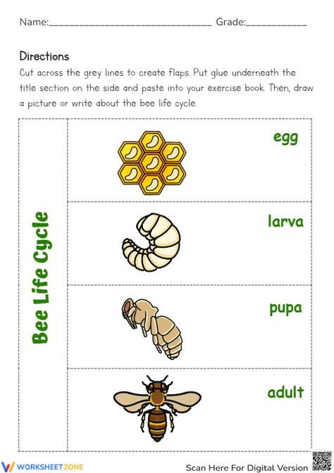 Help students explore the basic stages of a bee life cycle through this engaging worksheet. You can find and download any Bee Life Cycle worksheets for FREE at our website: http://worksheetzone.org/ Try it out! #science #scienceworksheets #beelifecycle #animallifecycle #lifecycle #stages #lifecycleofabee #bees #printables #worksheet #kidsactivities #paper&gluecrafts #cut&paste #beecrafts #research #beelifecycleforkids #paper #livingthings Bee Life Cycle Craft, Life Cycle Of A Bee Craft, Insect Life Cycle Activities, Life Cycle Of A Bee Free Printable, Honey Bee Life Cycle, Bee Life Cycle, Life Cycle Craft, Animal Life Cycles, Science Worksheets