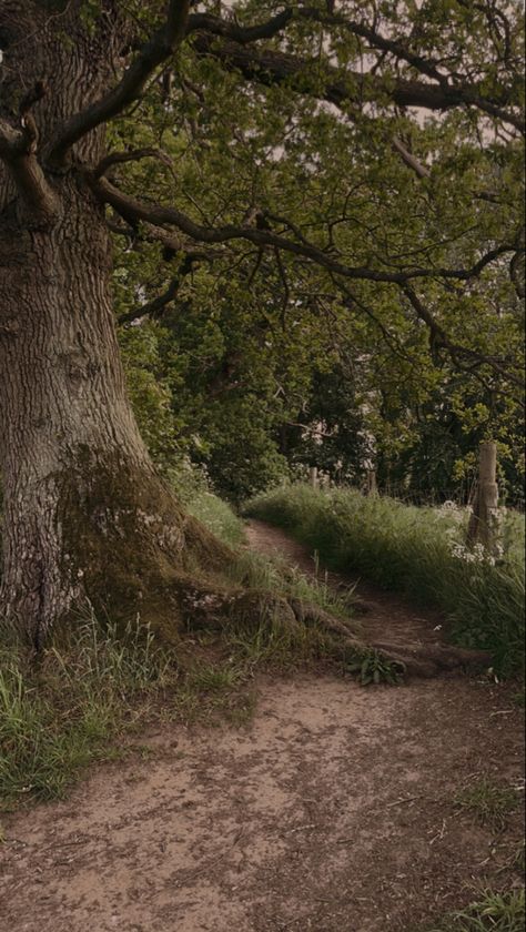 Oak Trees Aesthetic, Oak Tree Aesthetic, Dark Cottagecore Aesthetic Wallpaper, Cottagecore Aesthetic Dark, Path Aesthetic, Dark Cottage Core Aesthetic, Gothic Autumn, Cottagecore Aesthetic Wallpaper, 1800s Aesthetic