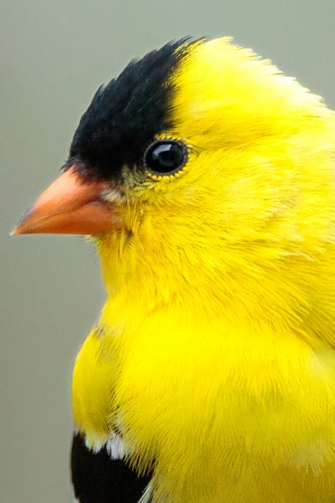 Bird. Birds. Bird close up. Animal photography. Nature photography. Beautiful creatures. American Goldfinch. Yellow inspiration. Yellow Bird. Bird eye. #bird #birds #yellow #animal #nature Bird Portrait, Birds Portrait, Big Birds, Bird Eyes, Yellow Birds, Bird Reference Photos, Birds Close Up, Bird Close Up, Bird Portrait Photography