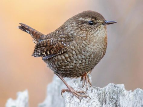 Winter Wren Northern House, Winter Wren, House Wren, Cozumel Island, Evergreen Forest, Brown Bird, British Wildlife, All Birds, Little Birds