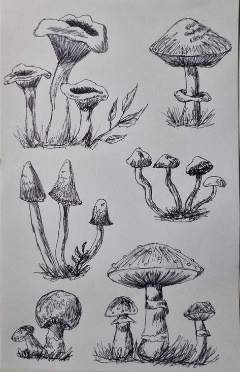 Wild Mushrooms Drawing, Edible Mushroom Drawing, Drawings Mushroom Forest, Ink Drawing Mushroom, Sketch Of Mushroom, Sketch Ideas Mushroom, Drawing Ideas With Mushrooms, Fantasy Mushroom Forest Drawing, Amanita Mushroom Drawing