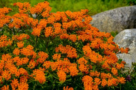 Butterfly Milkweed, Milkweed Flower, Grow Butterflies, Water Wise Plants, Milkweed Plant, Asclepias Tuberosa, Orange Plant, Fleur Orange, Cottage Farm