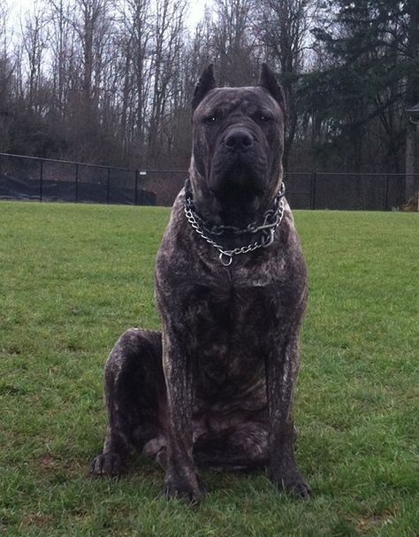 Chien Cane Corso, South African Mastiff, African Boerboel, Cane Corso Mastiff, Mastiff Mix, Mastiff Breeds, Giant Dog Breeds, Presa Canario, Mastiff Puppies