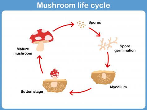 Life cycles are an important part of learning about biology. Make sure your child understand the life cycle of a mushroom by using this free printable that is labelled with wonderful pictures. To make your lesson even more enjoyable, bring in some real mushrooms for your students to look at.   Read more at http://kidspressmagazine.com/science-for-kids/printables/misc/mushroom-life-cycle.html#bcfsg1xDHw6jZIGS.99 #science, #freeprintable, #printable, #biology, #lifecycle Nouns Activities, Nature School, Homeschool Elementary, Facts For Kids, School Garden, Science Fair Projects, Homeschool Science, Nature Study, Science Lessons