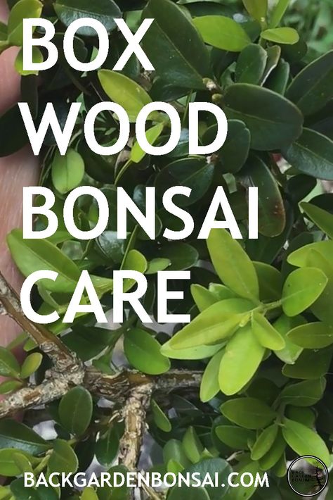 Boxwood Bonsai Trees, Boxwood Bonsai, Small Evergreen Shrubs, Ornamental Garden, Garden Bonsai, Bonsai Care, Wire Bonsai, Bonsai Tree Care, Bonsai Techniques