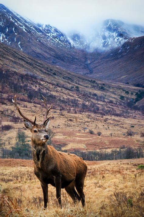 Scotland Attractions, Scotland Animals, Glen Etive, Scotland Trip, Travel Scotland, British Wildlife, Scottish Landscape, Scottish Heritage, Isle Of Skye