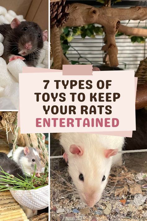 Are you wondering what are the best toys for rats to keep them entertained for hours? You might like our list including 7 types of toys that work great in occupying the mind of these little rodents! Rat Toy Ideas, Rat Activity, Diy Rat Playground, Rat Beds Diy, Pet Rat Toys Diy, Rats Toys Diy, Mouse Enrichment, Rat Maze Diy, Toys For Rats