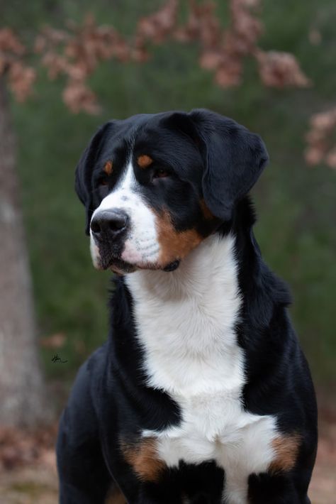 Swissie Dog, Confessions Of A Dangerous Mind, Ranch Dogs, Horse Land, Great Swiss Mountain Dog, Greater Swiss Mountain Dog, Swiss Mountain Dogs, Dog Club, Farm Dogs