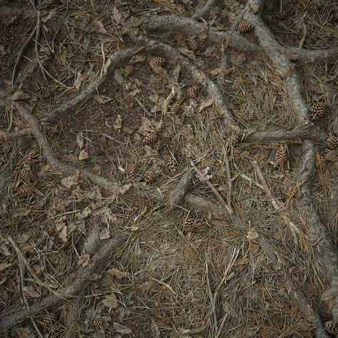 ArtStation - Pine Forest Floor Material Forest Floor Illustration, Forest Reference, Wolf Paintings, Forest Ground, Dead Forest, Floor Material, While Loop, Art Assignments, Tree Textures