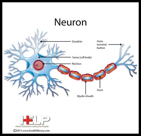 Neuron | Nervous System | Pinterest | Neurons Nerve Cell Drawing, Neurons Art, Neuron Diagram, Neuron Model, Neuron Structure, Learning Pyramid, Neuroscience Art, Cell Diagram, Senior Year Fun