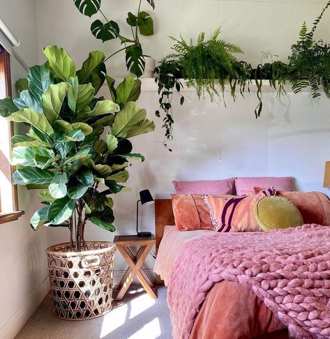 Getting a lot of hits on social media, the fiddle leaf fig is one of the latest popular plants on both indoor and outdoor decoration. Generally, small ones of these plants decorate indoor spaces whereas huge ones are found mostly in nature. Outside of its decoration purpose, scientifically, it is known as Ficus Lyrata. Fiddle leaf fig that is native to Western Africa has reached many far-flung places in the world lately. Bedroom With Plants, Best Plants For Bedroom, Cosy Bedroom, Bohemian Bedroom Decor, Bedroom Plants, Room With Plants, Bedroom Aesthetic, Cozy Bedroom, 인테리어 디자인