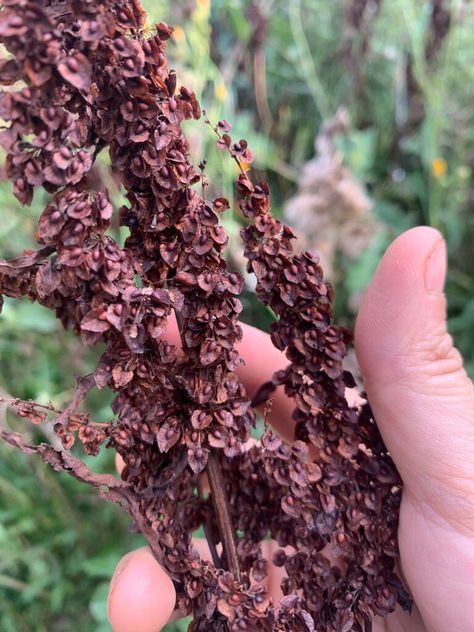 Wild Food Profile: Yellow Dock (Rumex crispus) Seed Flour & Yellow Dock Pancake Recipe - The Druids Garden 5 Acre Farm, Yellow Dock, Duck Eggs, Magic Bullet, Wild Food, Healing Herbs, Double Chocolate, Pancake Recipe, Buckwheat