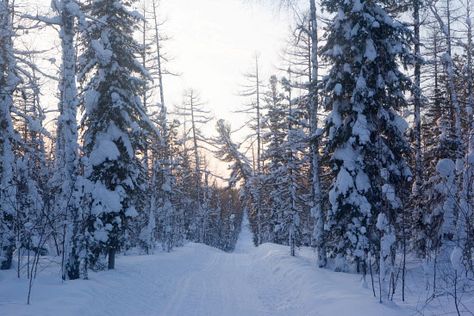 Boreal forest (taiga) on either side of a winter road between Ratta and Tolka in Krasnoselkup. Description from arcticphoto.co.uk. I searched for this on bing.com/images Taiga Aesthetic Nature, Boreal Forest Aesthetic, Taiga Biome Aesthetic, Taiga Aesthetic, Taiga Forest Aesthetic, Taiga Landscape, Taiga Forest, Taiga Biome, Animal Science Projects