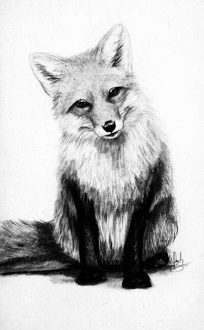 Fox Sitting, Easy Pencil Drawings, Realistic Animal Drawings, Pencil Drawings Of Animals, Fox Drawing, Drawing Hands, Pencil Drawings Easy, White Drawing, Fox Art