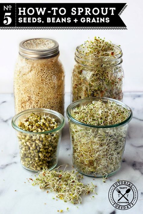 How-to sprout: seeds, beans + grains How To Sprout Flax Seeds, Sprouting Lentils, Seed Sprouting, Sprout Seeds, Growing Sprouts, Micro Greens, Sprouting Seeds, Homemade Almond Milk, Sprout Recipes