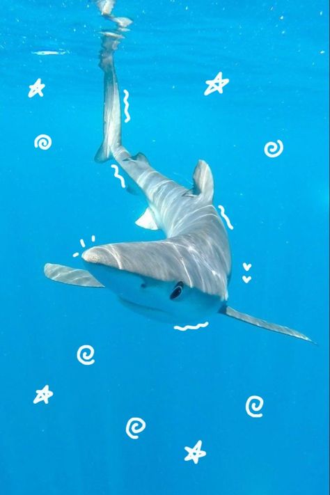 Silly Sharks, Shark Pfp, Cool Sea Creatures, Cool Sharks, Shark Pictures, Shark Bait, Cocoppa Wallpaper, Beautiful Sea Creatures, Water Animals