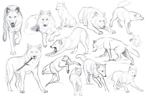 Wolf Poses, Zoo Ideas, Wolf Sketch, Canine Drawing, Tattoo Watercolor, Dog Anatomy, Draw Animals, Nature Sketch, Drawing Animals