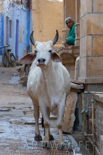 Life in a small Rajasthan village, India Rajasthan Village, Indian Cow, Breeds Of Cows, Indian Animals, Cow Photography, Mother India, Cow Photos, Cow Pictures, Subscribe To My Youtube Channel