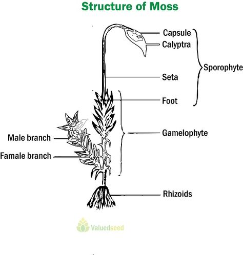 Label Drawing, Moss Plant, Plant Drawing, All About Plants, Biology, Plants, Quick Saves