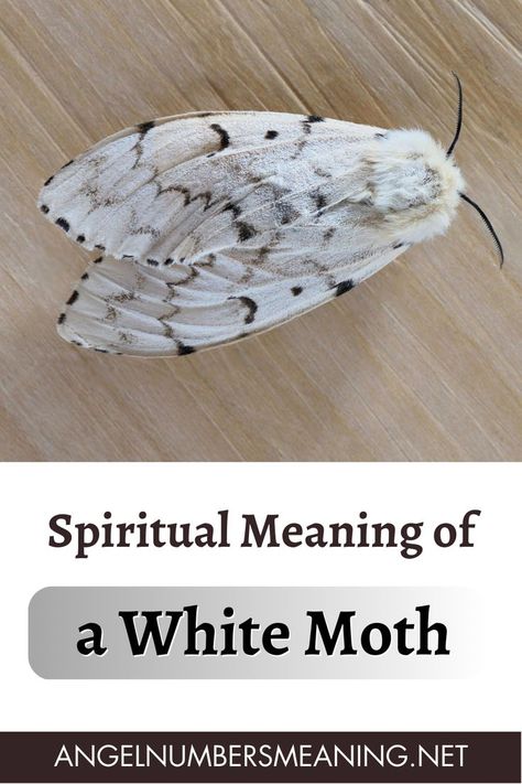 white moth black butterfly,white moth,white moth fly pattern,moth,white moth fly,white ermine moth,cute moth,white moth symbolism,white ermine moth eggs,white ermine moth caterpillar,white moth in house spiritual mean,white marked tussock moth caterpillar,white ermine moth caterpillar poisonous,when you see a white moth in your house meaning,moths bugs insects white bugs white moths,biggest moth,moth symbolism,rare moths,#moth,china moths,pet moth Moth Symbolism Meaning, Moth Spiritual Meaning, White Lined Sphinx Moth, Black And White Moth, Moth Meaning, Moth Symbolism, Angel Numbers Meaning, Sphinx Moth, White Moth