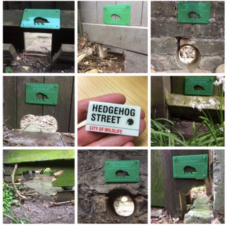 How to stop the humble hedgehog disappearing from British gardens and countryside forever Hazelwood School, Hedgehog House, Back Garden Design, British Garden, Garden Animals, British Wildlife, Wildlife Gardening, Garden Borders, Woodland Creatures