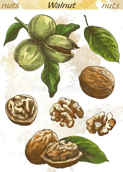 Walnut color royalty free illustration Walnuts Aesthetic, Walnuts Illustration, Walnut Tattoo, Walnut Illustration, Walnut Drawing, Bush Drawing, Ceramic Book, Color Sketches, Walnut Butter